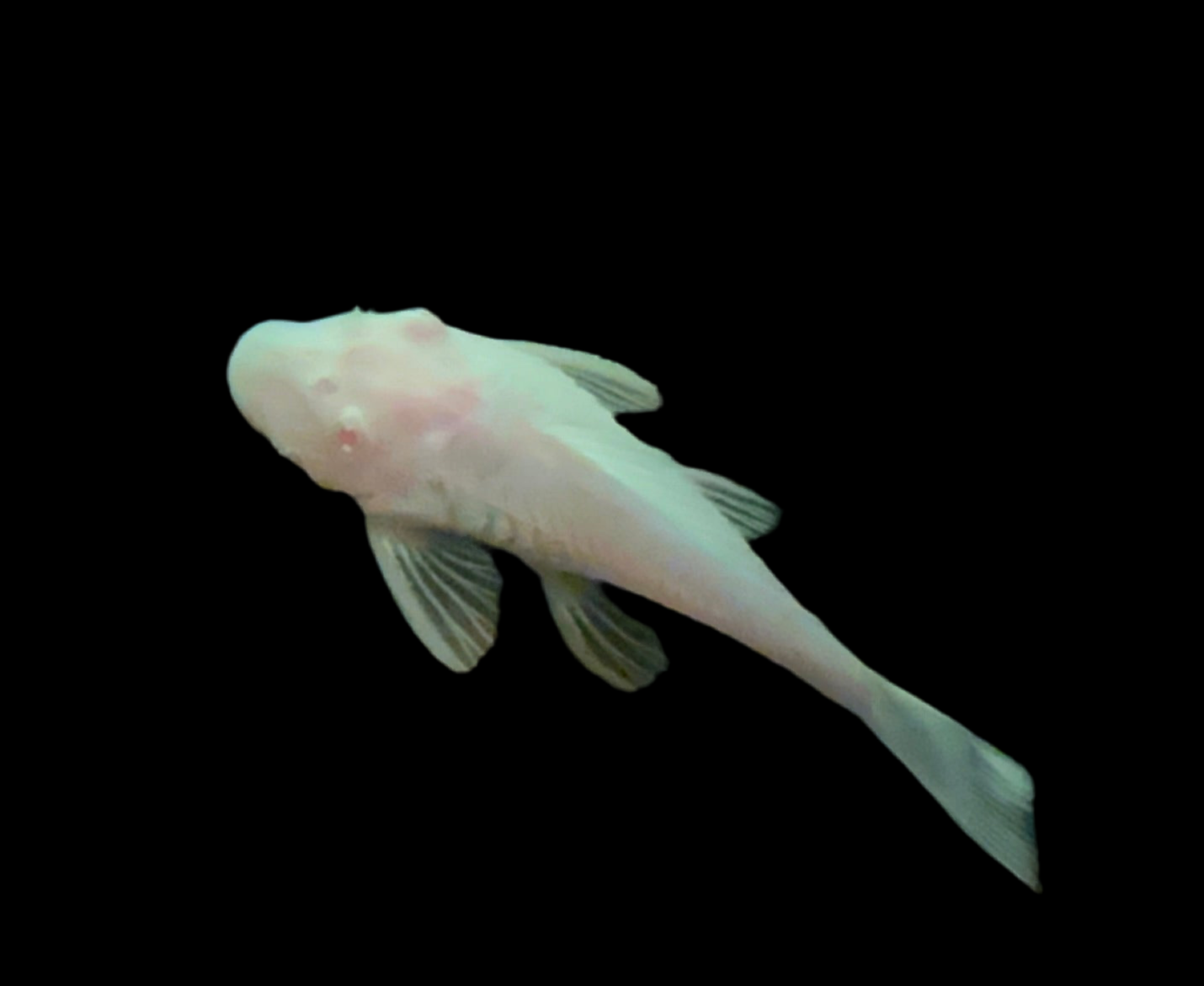 Bristlenose Pleco | Rare Albino Snow White (SF)