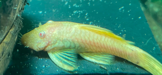 Bristlenose Pleco | Goldspot Albino (LF/SF)