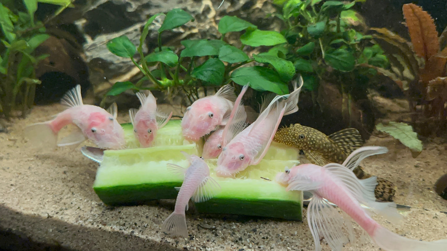 Bristlenose Plecos | Snow Whites (LF/SF)