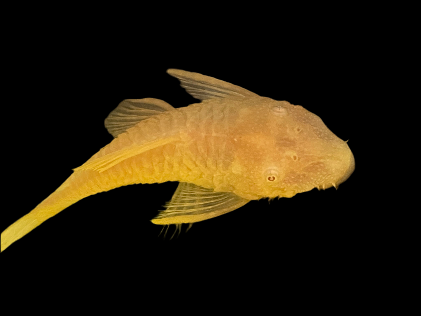 Bristlenose Pleco | Goldspot Albino (LF/SF)