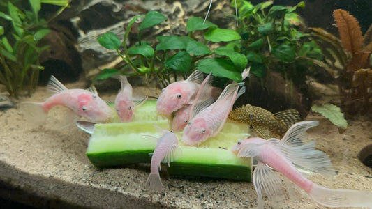 Bristlenose Plecos | Snow Whites (LF/SF)