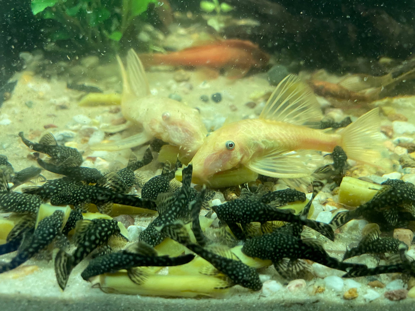 Bristlenose Pleco | Standard Brown (LF/SF)